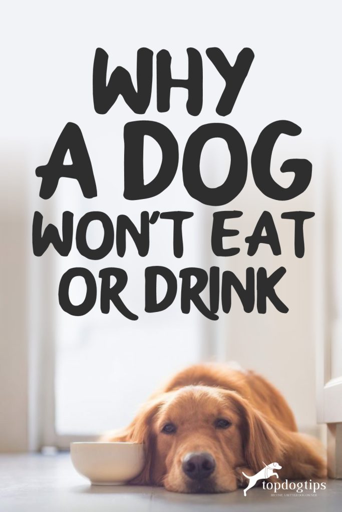 Why A Dog Won-t Eat or DrinkWhy A Dog Won-t Eat or DrinkWhy A Dog Won-t Eat or Drink