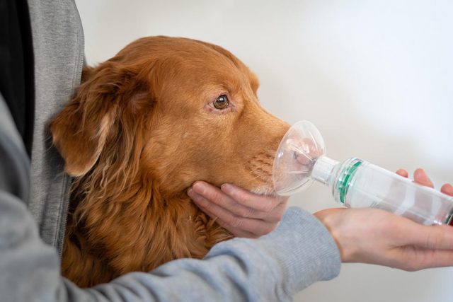 best dog oxygen masks and inhalers