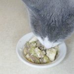 cheap homemade cat food recipe