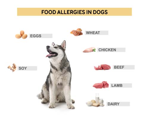 dog food allergies