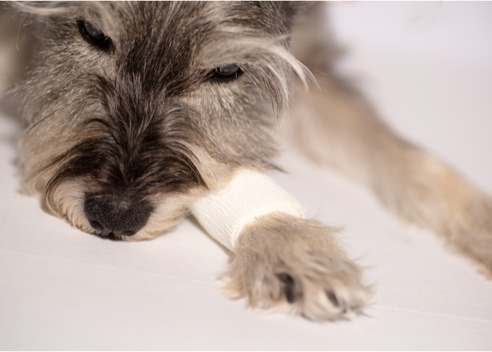 lack of appetite after taking best flea pills for dogs