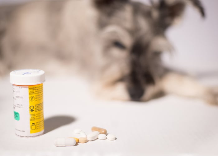 Flea Pills for Dogs