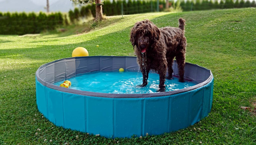 Top 12 Best Dog Pool Choices for Summer