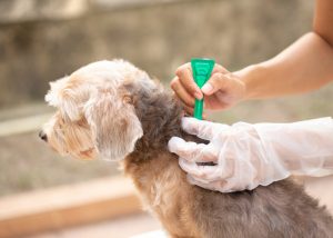 Topical Flea Treatment for Dogs