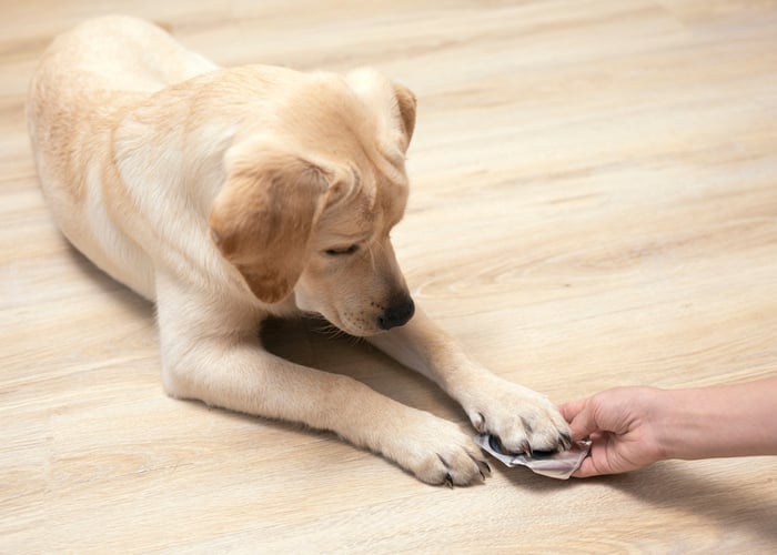 flea pills for dog: which is better?