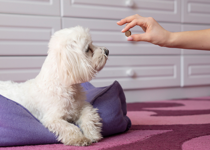 Giving Flea Pills to a Maltese dog