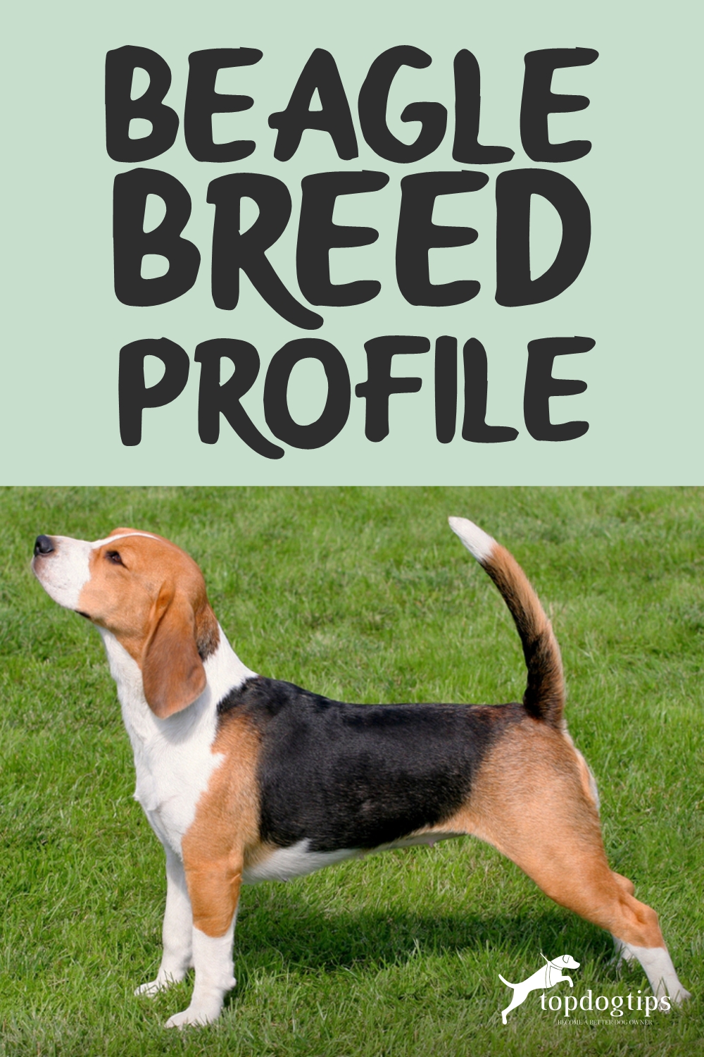 Beagle Breed Profile