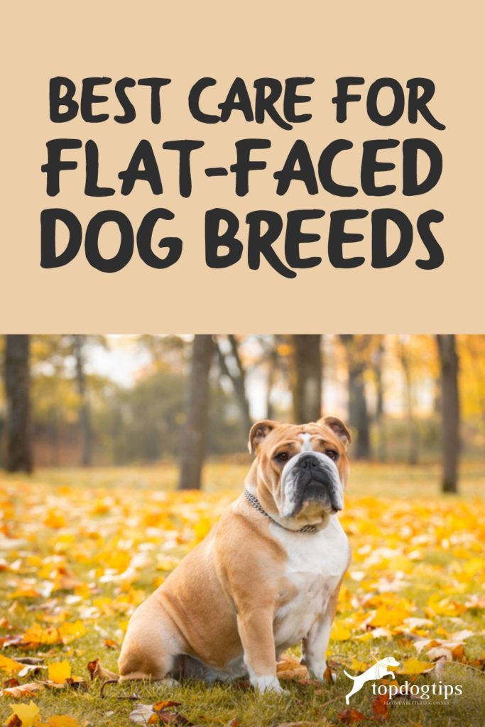 Best Care for Flat-Faced Dog Breeds