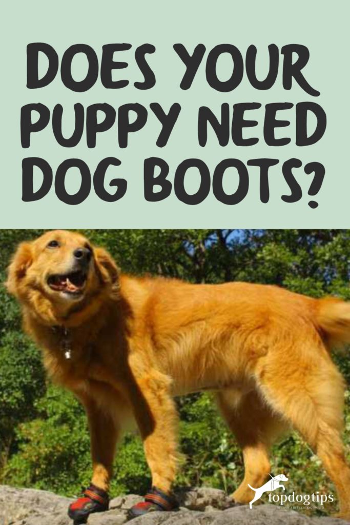 Does Your Puppy Need Dog Boots-