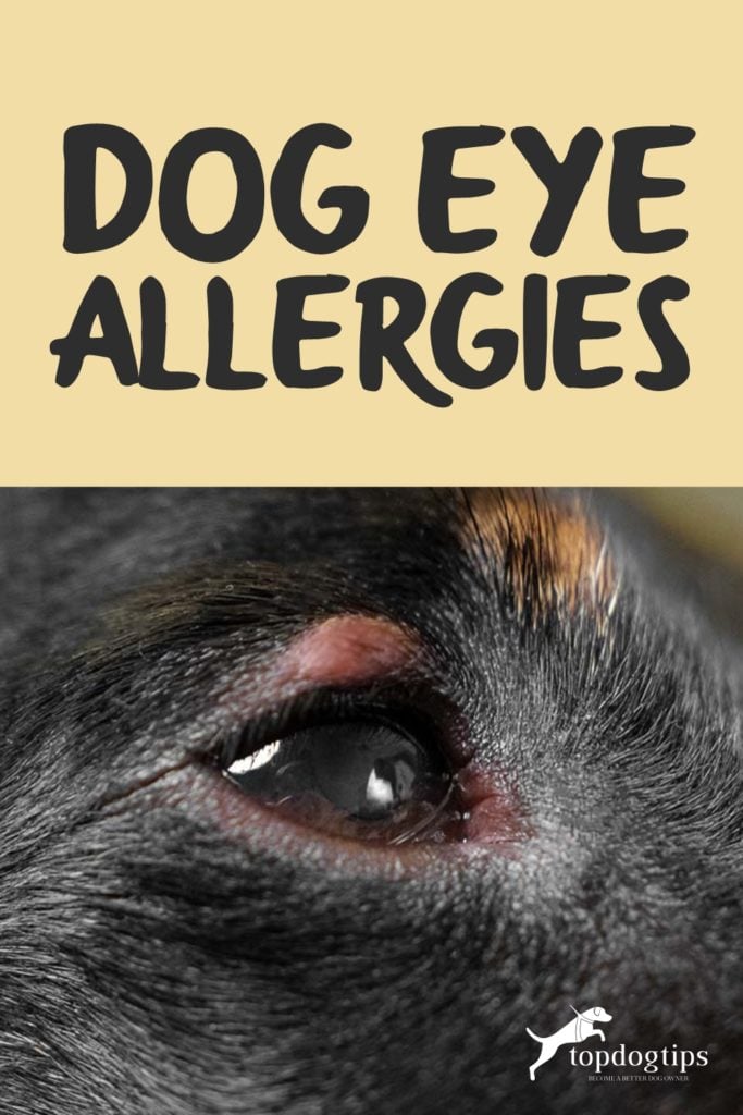 Dog Eye Allergies