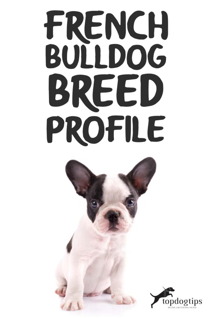 French Bulldog Breed