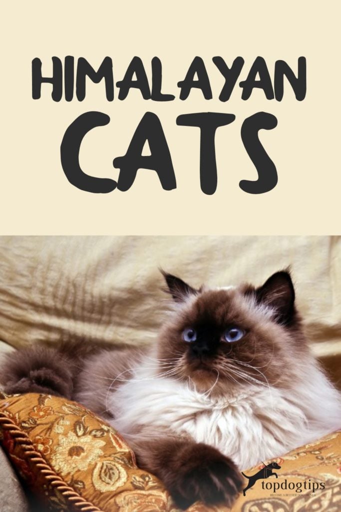 Himalayan Cats