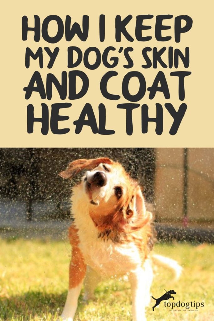 Keep My Dog-s Skin and Coat Healthy