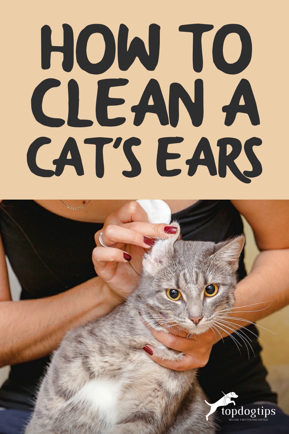  Clean A Cat Ears