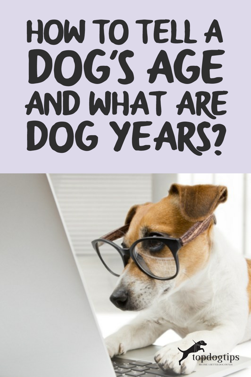 How To Tell A Dog Age 