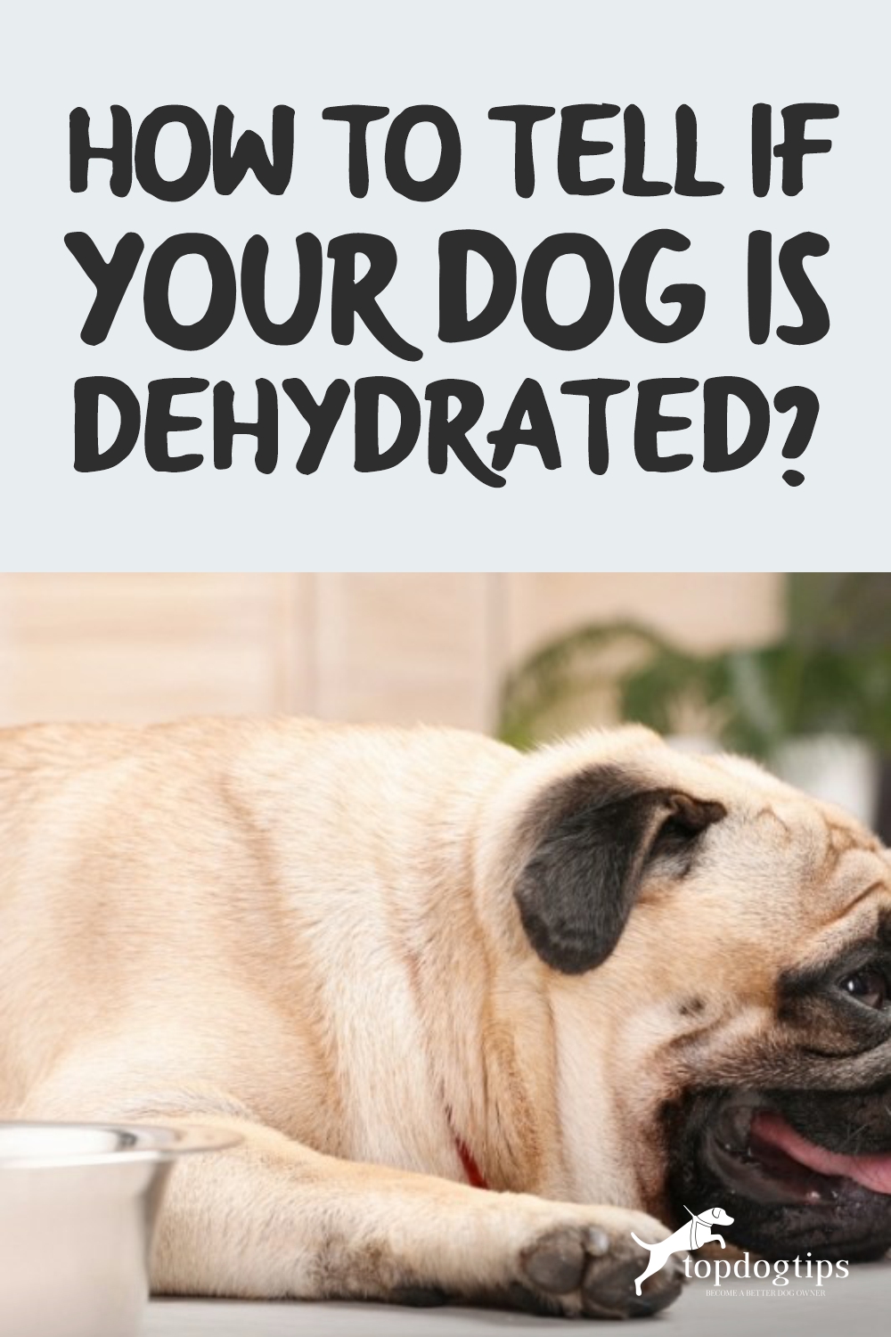 Your Dog Is Dehydrated