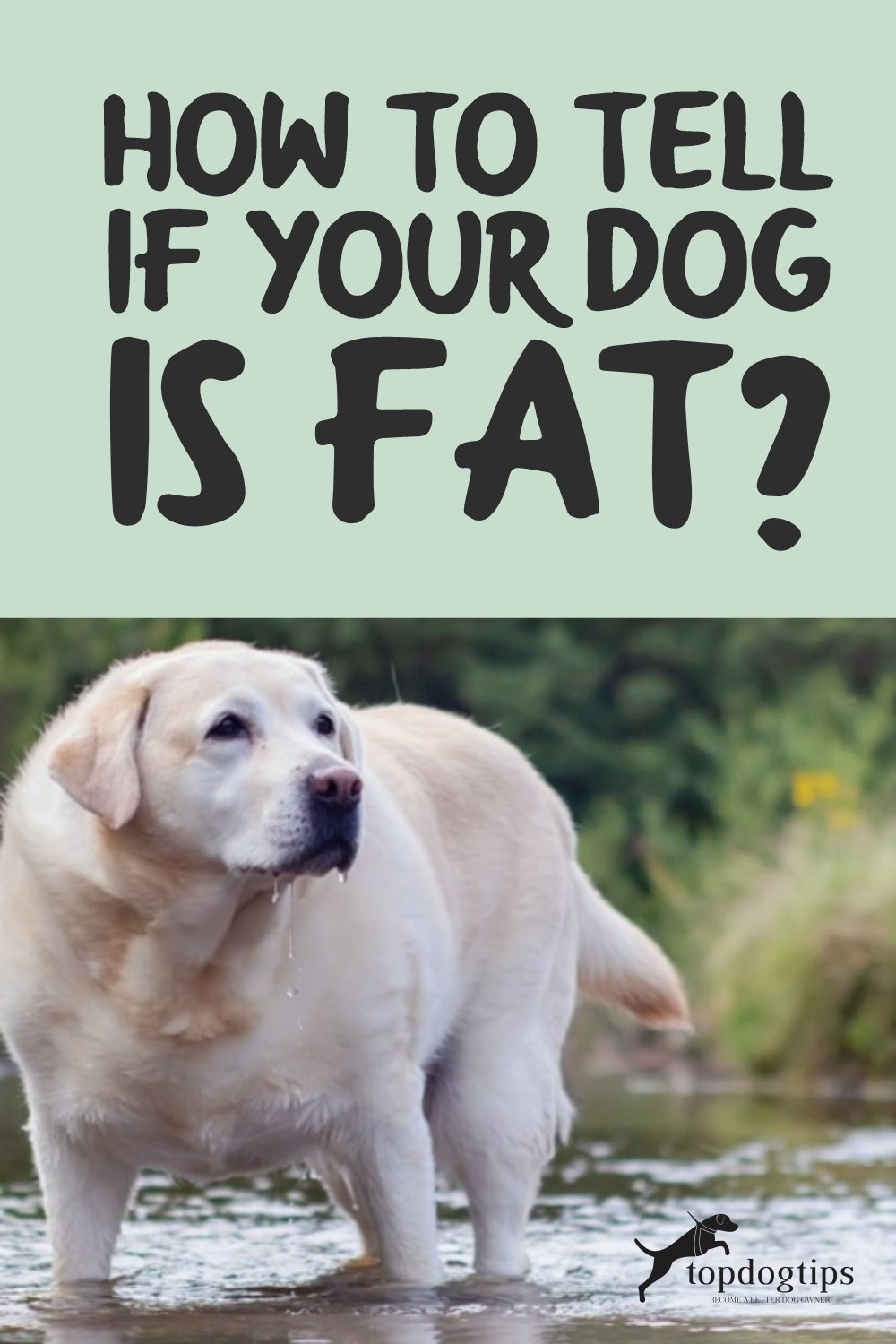 Your Dog Is Fat