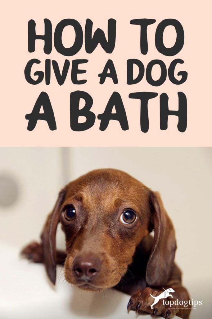 Give a Dog a Bath