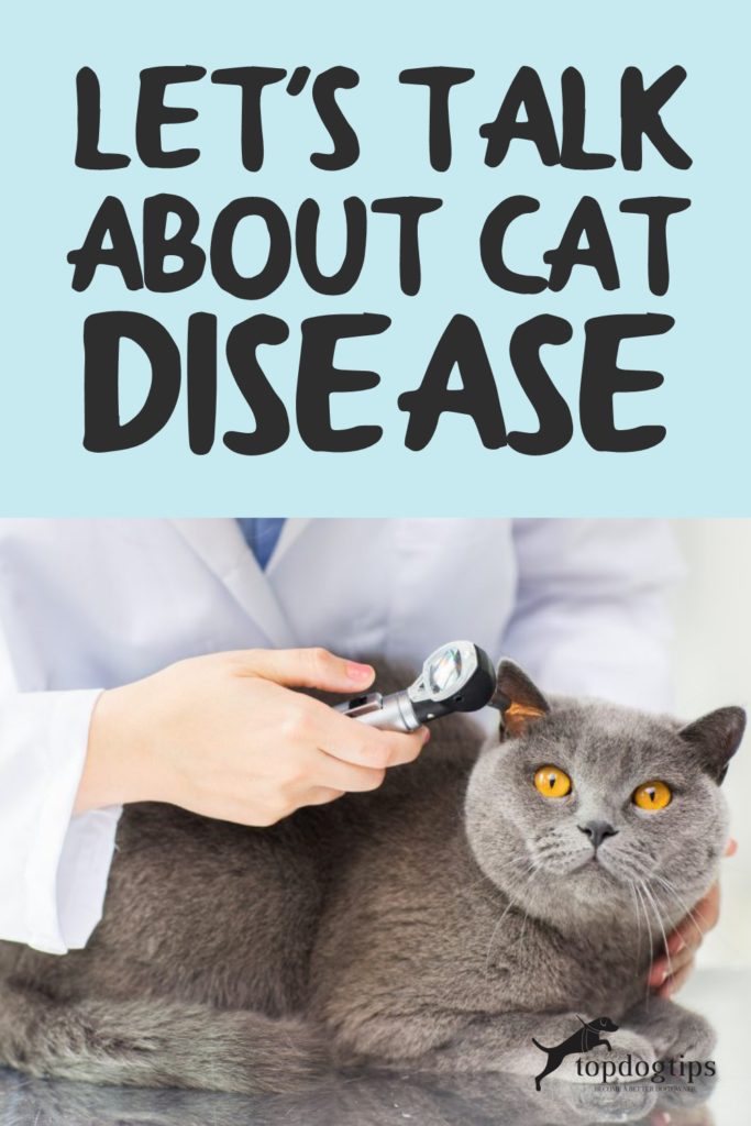 Cat Disease