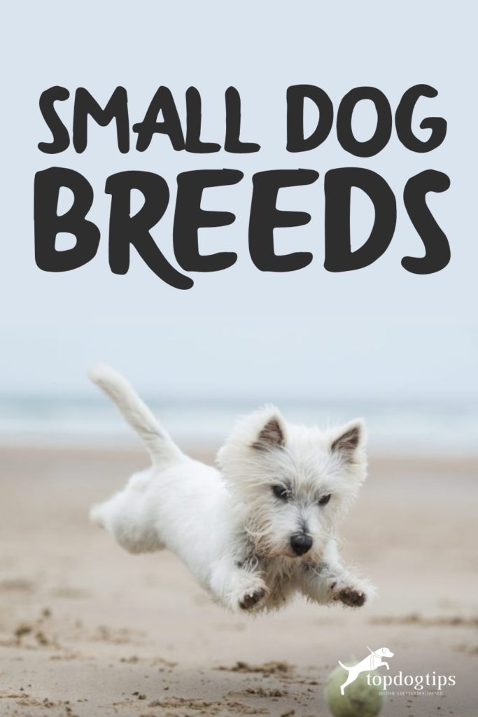 Small Dog Breeds