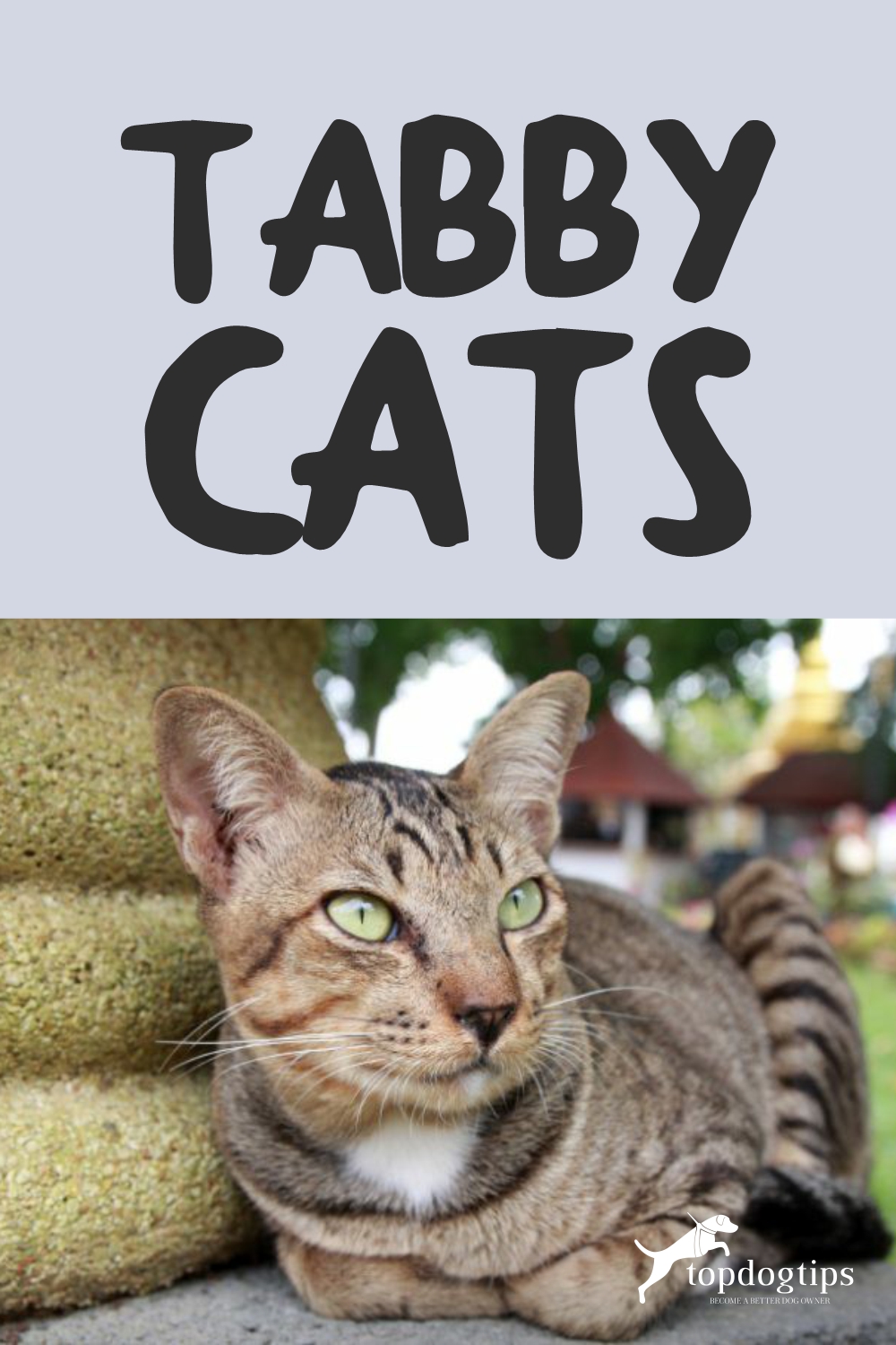 Tabby Cats