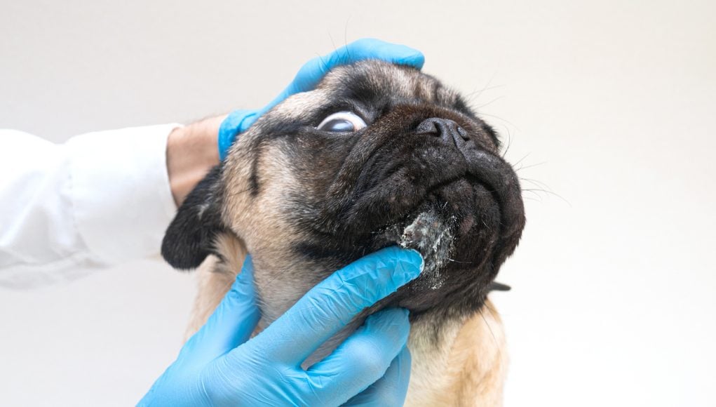 10 Causes of Folliculitis in Dogs and How to Treat Them