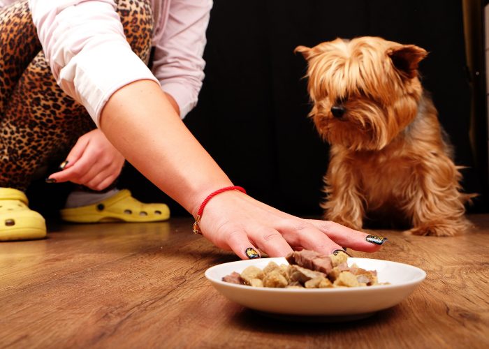 20 Reasons Why Your Dog Won't Eat or Drink: 1. Simply Not Hungry and Not Thirsty