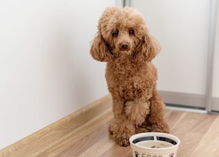 20 Reasons Why Your Dog Won't Eat or Drink: 4. The Dog Dislikes Their Food