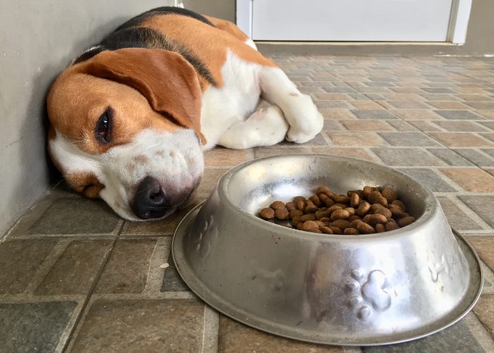 20 Reasons Why Your Dog Won't Eat or Drink: 6. The Dog Is in Pain