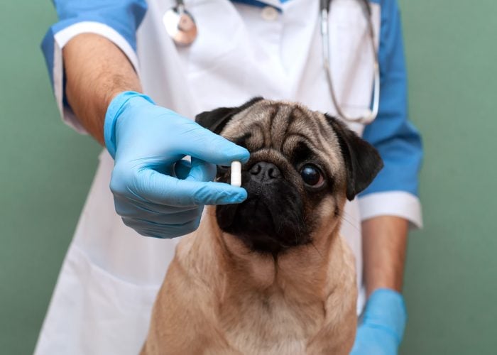 20 Reasons Why Your Dog Won't Eat or Drink: 9. Possible Medication Side Effect(s)