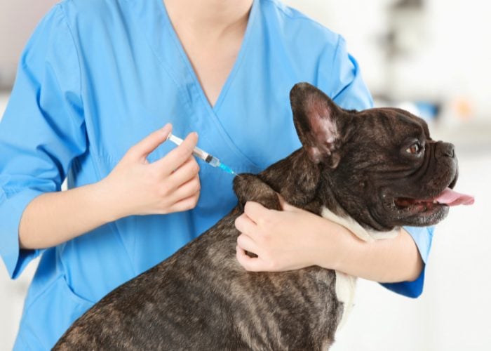 20 Reasons Why Your Dog Won't Eat or Drink: 10. Recent Vaccinations