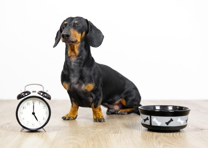 20 Reasons Why Your Dog Won't Eat or Drink: 11. Change in a Dog's Regular Schedule