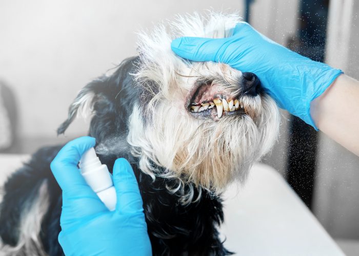 20 Reasons Why Your Dog Won't Eat or Drink: 12. Your Dog Has a Toothache