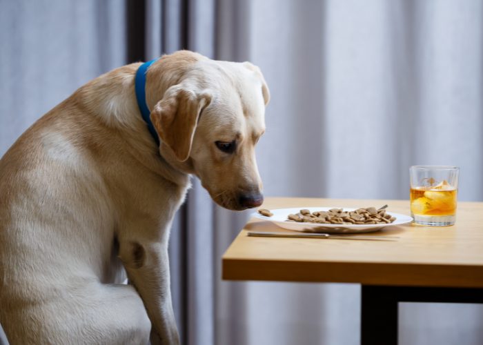 20 Reasons Why Your Dog Won't Eat or Drink: 14. Broken Regular Habits