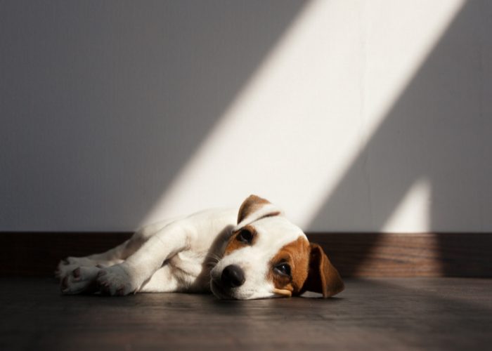 20 Reasons Why Your Dog Won't Eat or Drink: 16. Depression