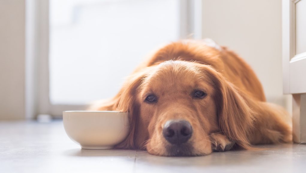 20 Reasons Why A Dog Won't Eat or Drink: An Overview