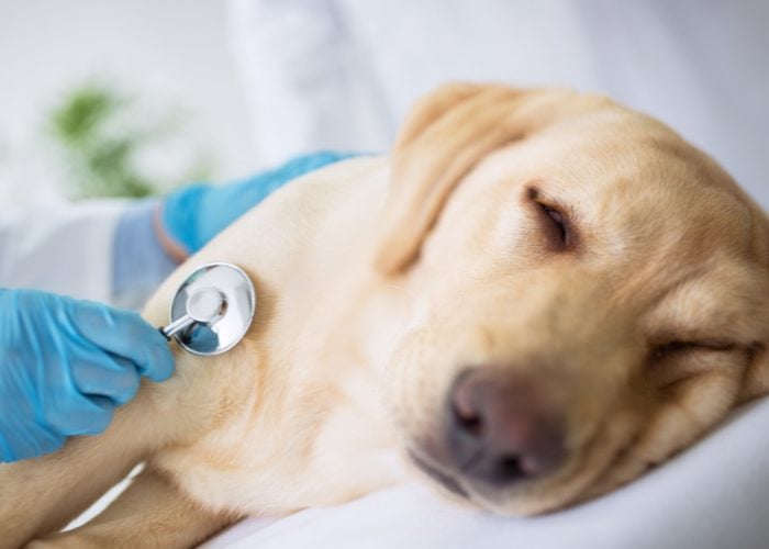 20 Reasons Why Your Dog Won't Eat or Drink: 20. Severe Disease or Illness