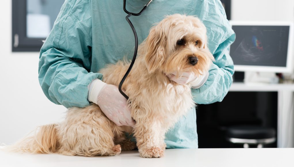 Congestive Heart Failure in Dogs: What to Expect and Do