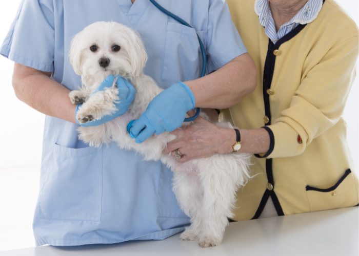 What are the Clinical Signs and Symptoms of CHF in Dogs?