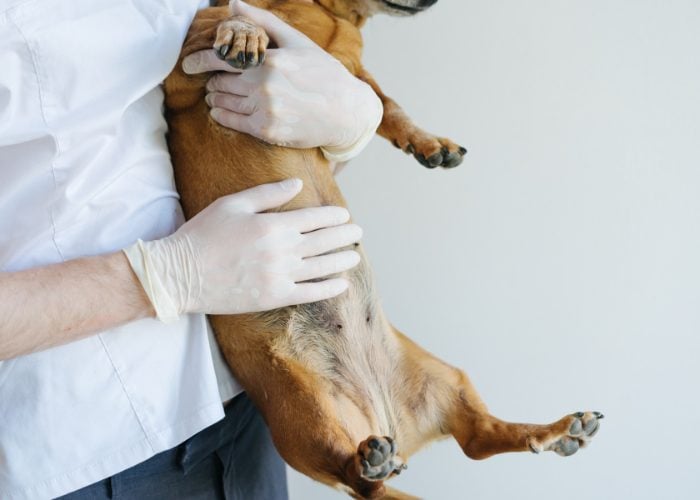 Dog's stomach is hard - a gloved hand examining a brown, small dog's tummy