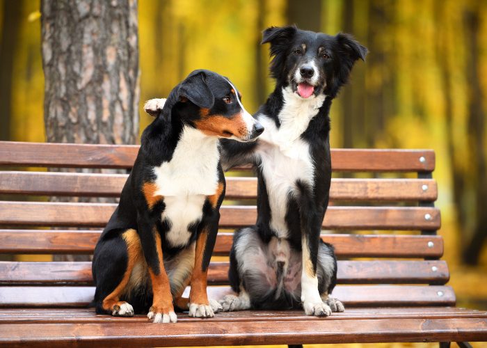 1. Consider your pup; are they okay with a multi-dog household?