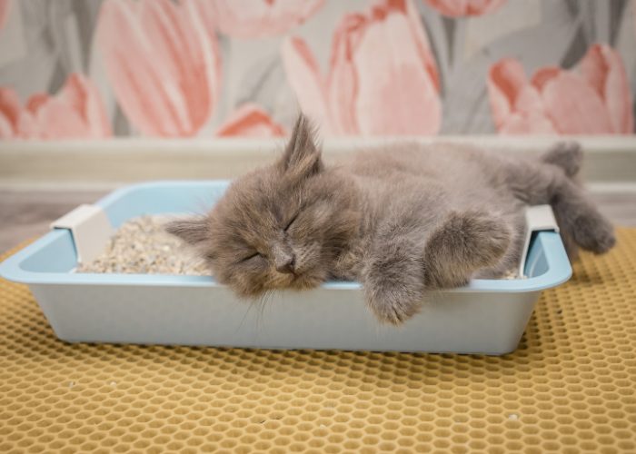 #4: The right place for your litter box