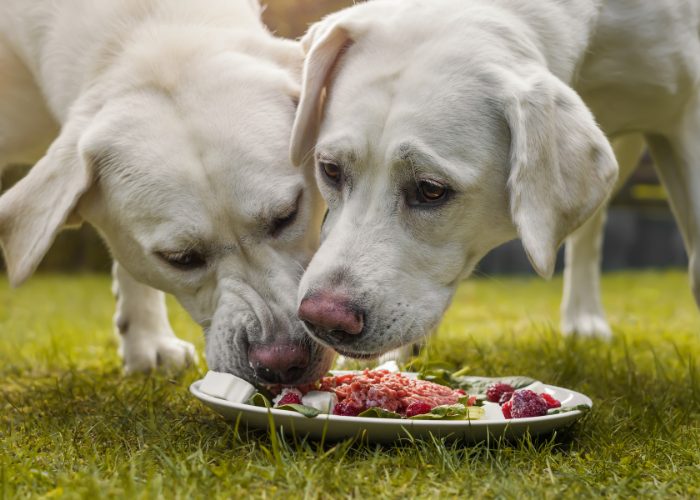 Why Is Protein for Dogs Essential?