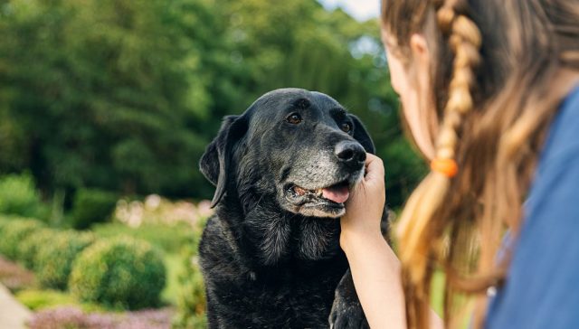 Senior Dog Home Preparation: Tips and Tricks For Comfort