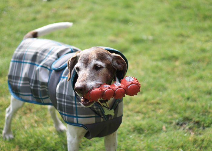 Senior Dog Tip #8: Toys For Senior Playing