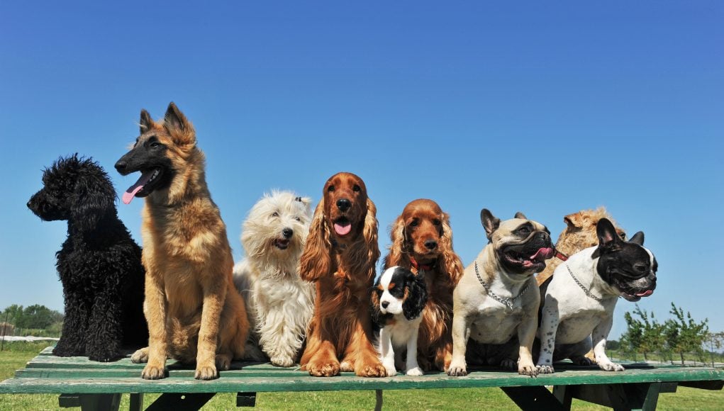 Ten Most Dangerous States For Dogs To Live In: An Overview