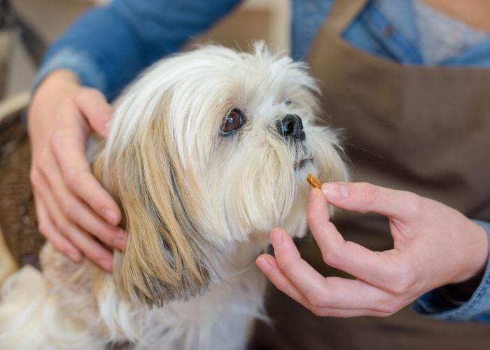 Senior Dog Tip #4: Food Supplements For Healthier Body