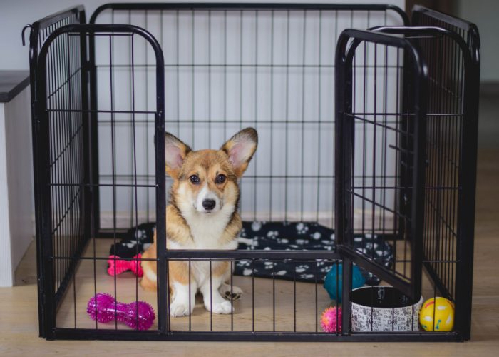 Senior Dog Tip #5: Crate For Anxiety Control