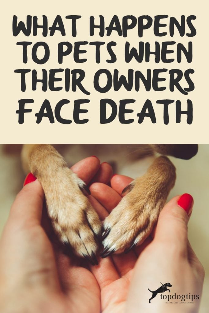 What Happens to Pets When Their Owners Face Death