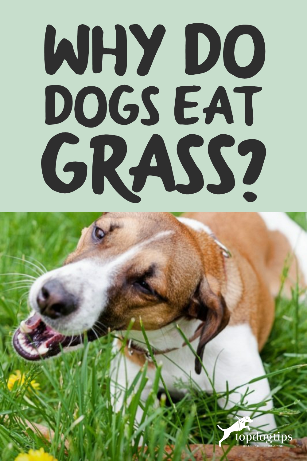 Why Do Dogs Eat Grass